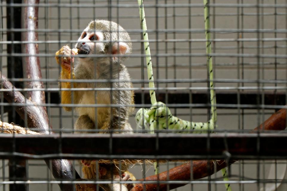 A Central American squirrel monkey (Saimiri sciureus), is seen at the TUERI Wildlife Hospital, created by the San Francisco University of San Francisco de Quito (USFQ), in Quito on October 2, 2023, after it was seized in the northern area of the Ecuadorean capital by the Environment Ministry and taken to this center for evaluation.  / Credit: GALO PAGUAY/AFP via Getty Images