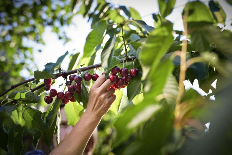 Patty's Berries and Bunches