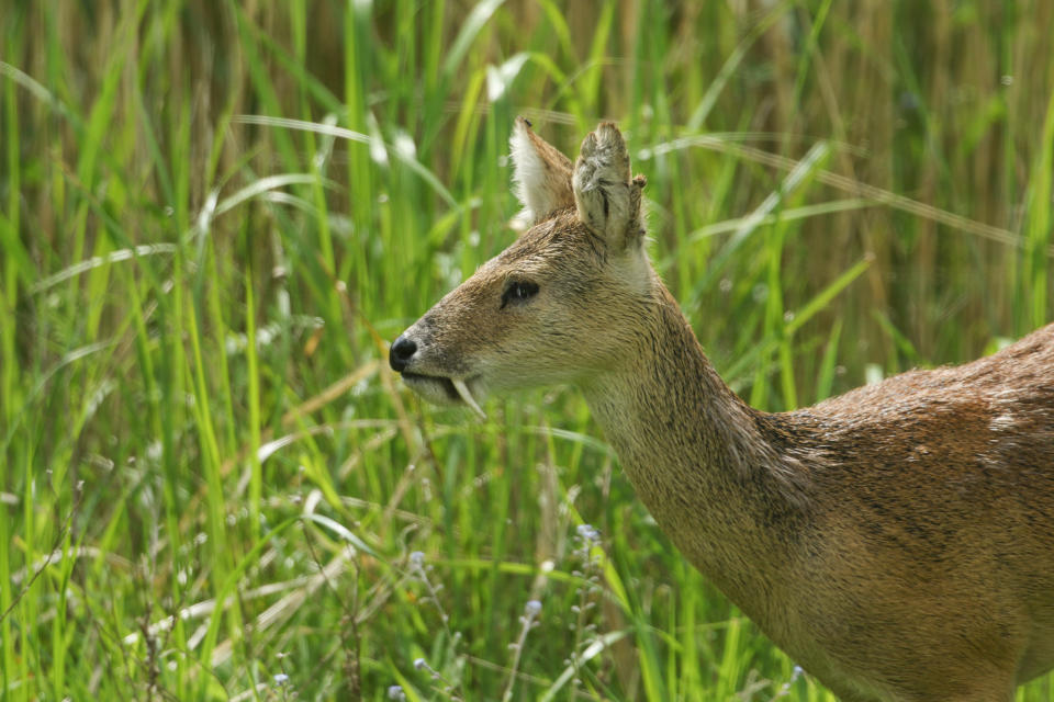 A deer stands in a field of tall grass, looking to the left