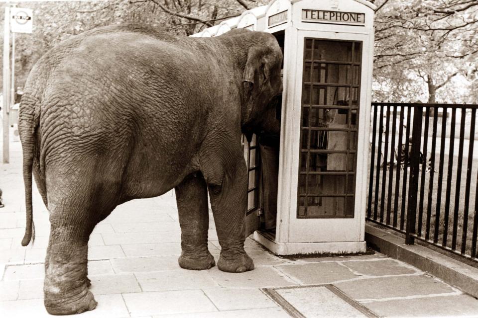 An elephant attempts to use a phone booth