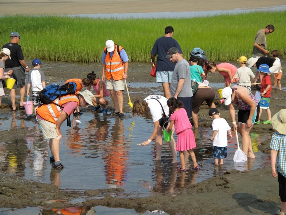 "Mudflat Mania" programs at the Cape Cod Museum of Natural History in Brewster include a July 5 session.