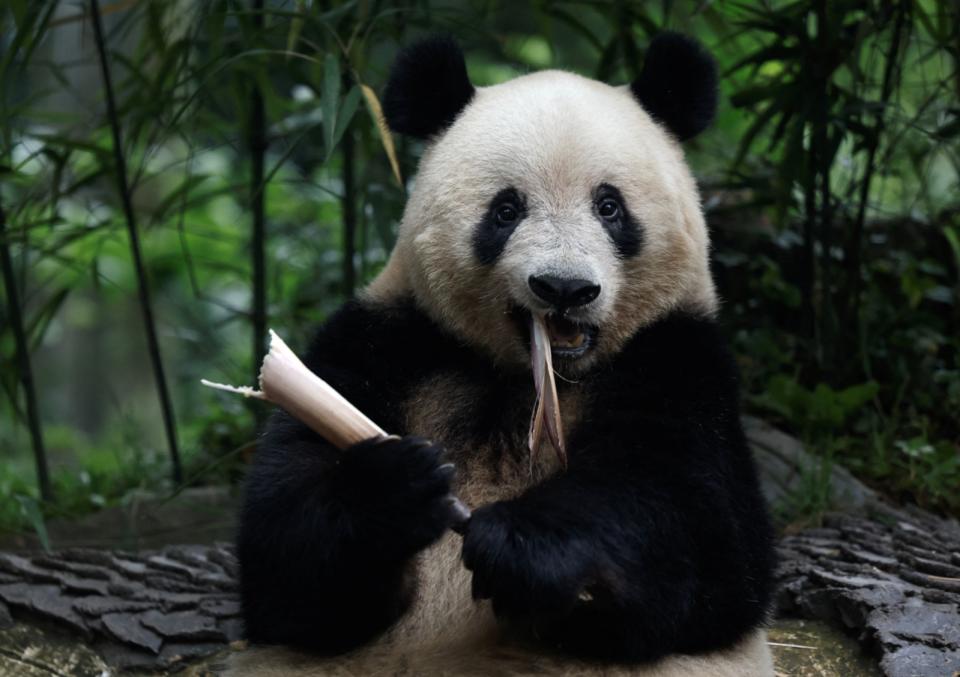 去年從日本上野動物園回到中國的大貓熊「香香」，12日在四川「中國大熊貓保護研究中心雅安碧峰峽基地」慶祝7歲生日。路透社