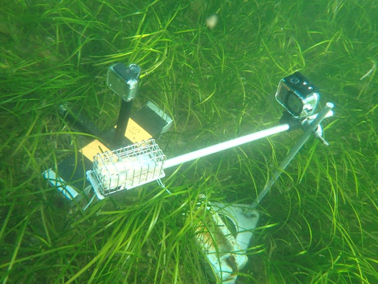 Green seagrass meadow, underwater camera set on the seabed
