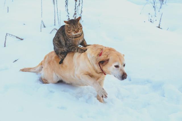 baby animals in snow