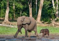 <p>The Central African Republic is home to a variety of amazing wildlife, but human conflict makes it completely off-limits. Violence and unrest is rife throughout the region and its security situation is highly volatile.</p>