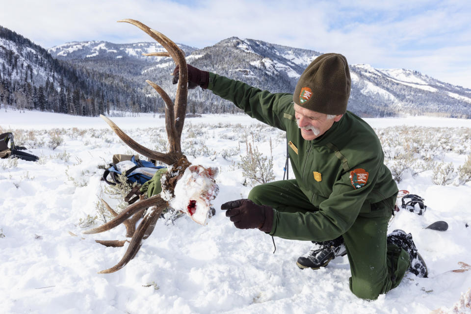 In this Dec. 9, 2019, photo provided by the National Park Service, senior wildlife biologist Doug Smith examines a wolf-killed bull elk skull in Yellowstone National Park, Wyo. Wolves have repopulated the mountains and forests of the American West with remarkable speed since their reintroduction 25 years ago, expanding to more than 300 packs in six states. (Jacob W. Frank/National Park Service via AP)