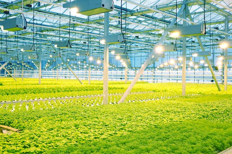 <span class="caption">Grown in commercial greenhouses or shipped from overseas – which is better for the planet?</span> <span class="attribution"><a class="link " href="https://www.shutterstock.com/image-photo/growing-cucumbers-greenhouse-1022292085" rel="nofollow noopener" target="_blank" data-ylk="slk:ANDREY-SHA74/Shutterstock;elm:context_link;itc:0;sec:content-canvas">ANDREY-SHA74/Shutterstock</a></span>