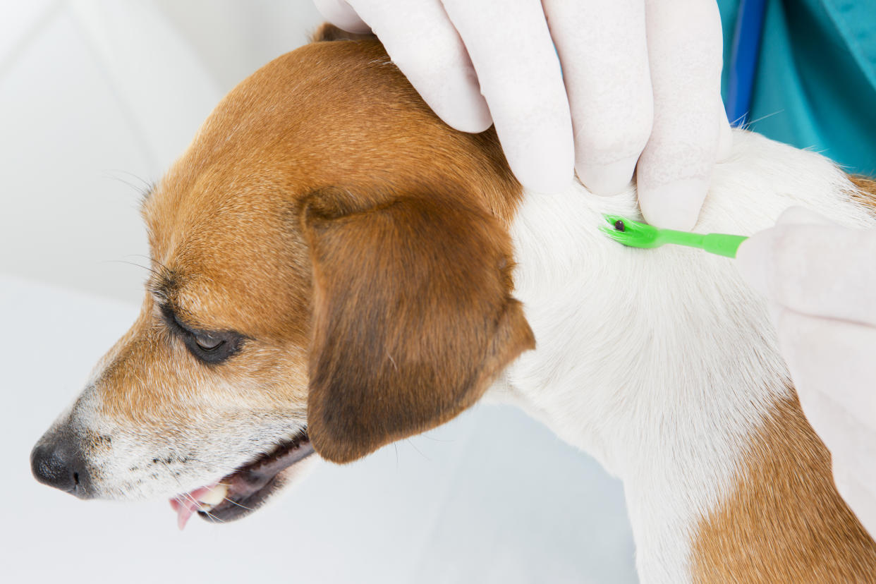 someone removing a tick from a dog's skin