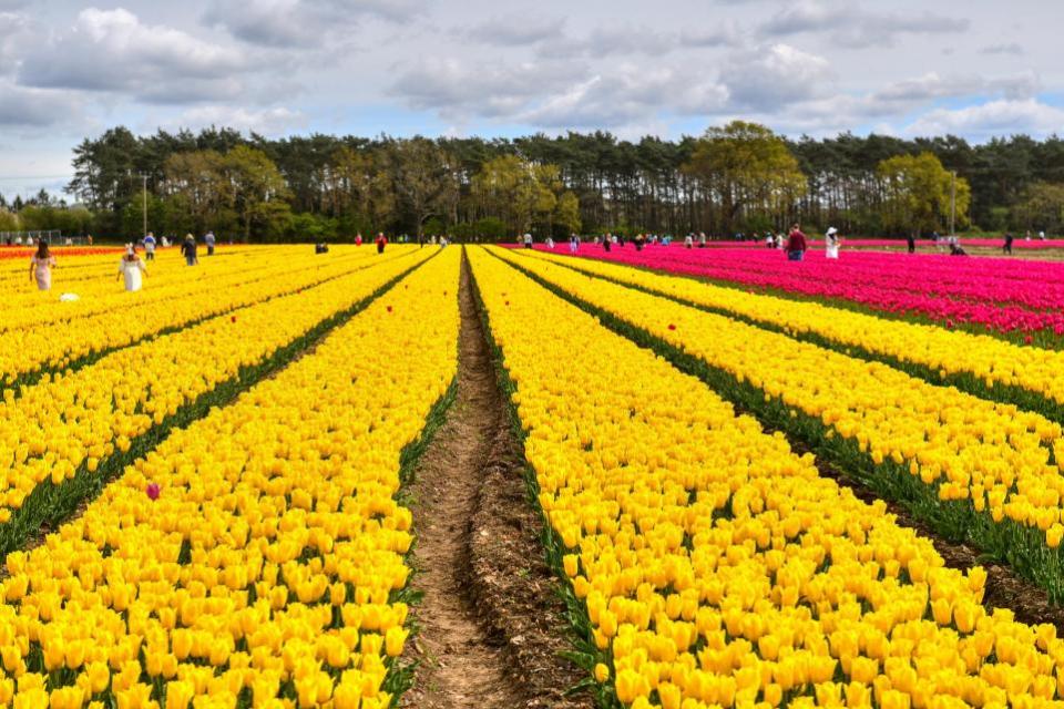 Eastern Daily Press: The tulip fields near King's Lynn ablaze with colour