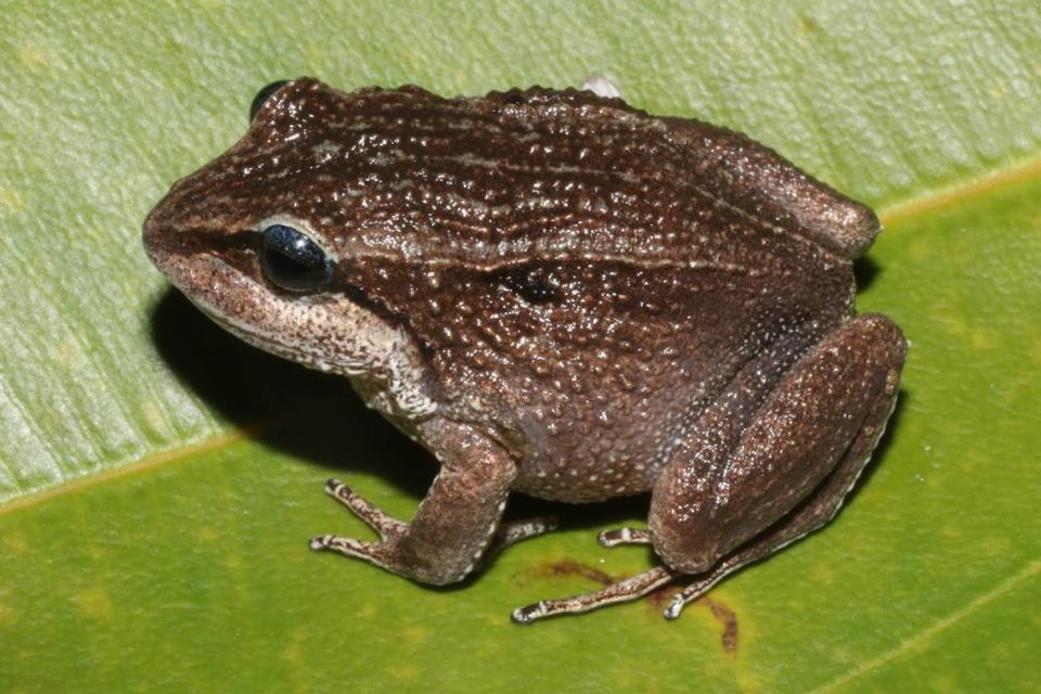 A Caligophryne doylei, or Doyle’s mist frog.