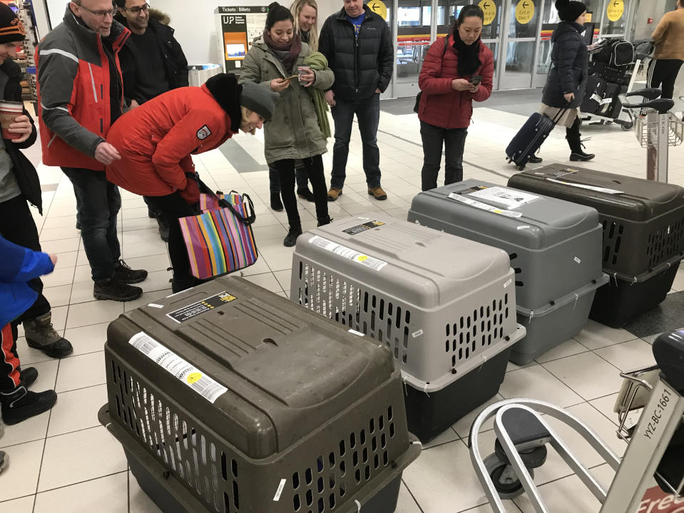 Rescatan en México a perros maltratados y los envían a Canadá