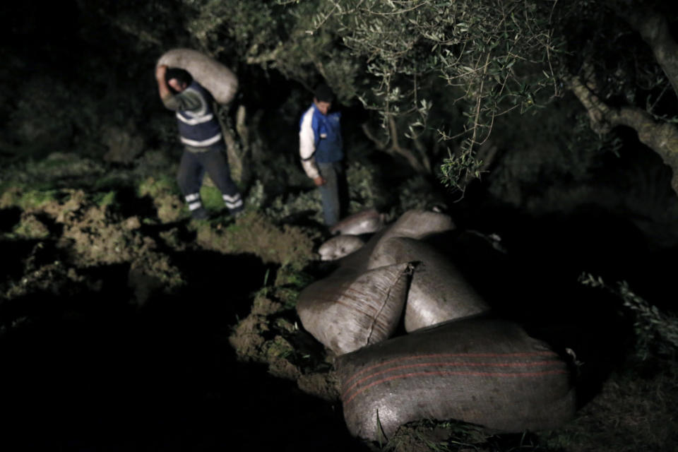 Workers on a nightshift in an olive grove prepare sacks of olives for transport to a family-owned oil production plant in Velanidi village, 320 kilometers (200 miles) west of Athens, Greece on Thursday, Nov. 28, 2013. The Paris-based Organization of Economic Cooperation and Development is advising Greece allow the sale of olive oil blended with other vegetable oils in Greek supermarkets to make the industry more competitive. The practice is currently banned by law. (AP Photo/Petros Giannakouris)