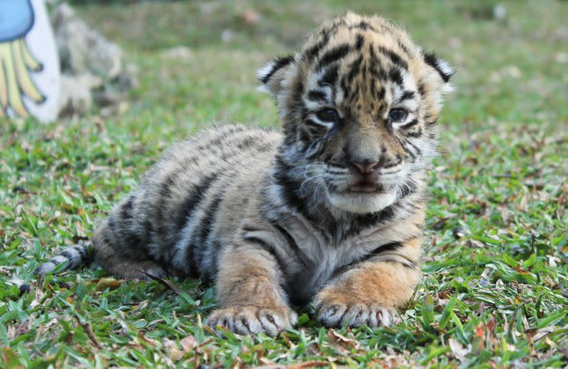 Covid, a Bengal tiger cub, named after the coronavirus disease (COVID-19) outbreak, is pictured at the zoo in Cordoba