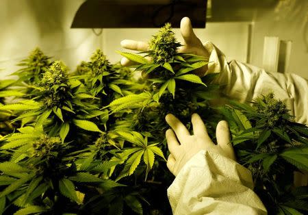 Gardener Joaquin Fonseca checks marijuana plants in an indoor plantation of a marijuana's smokers club on the outskirts of Montevideo, Uruguay July 16, 2017. REUTERS/Andres Stapff