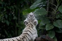 <p>Ein weißer Bengalischer Tiger im Dusit-Zoo in Bangkok streckt sich und gähnt. Der bei Familien sehr beliebte Zoo ist bis Ende August geschlossen, rund 1.000 Tiere werden in umliegende Zoos gebracht. (Bild: AP Photo/Gemunu Amarasinghe) </p>