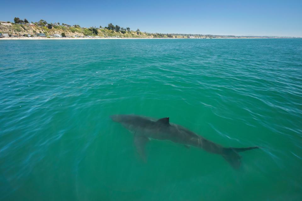 A great white shark swims near the beach in Monterey Bay, California.