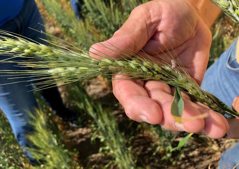 FILE PHOTO: Spring wheat is inspected in central North Dakota