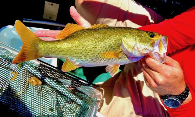 Top 10 bass lake in Florida features a rare golden largemouth - Yahoo Sports