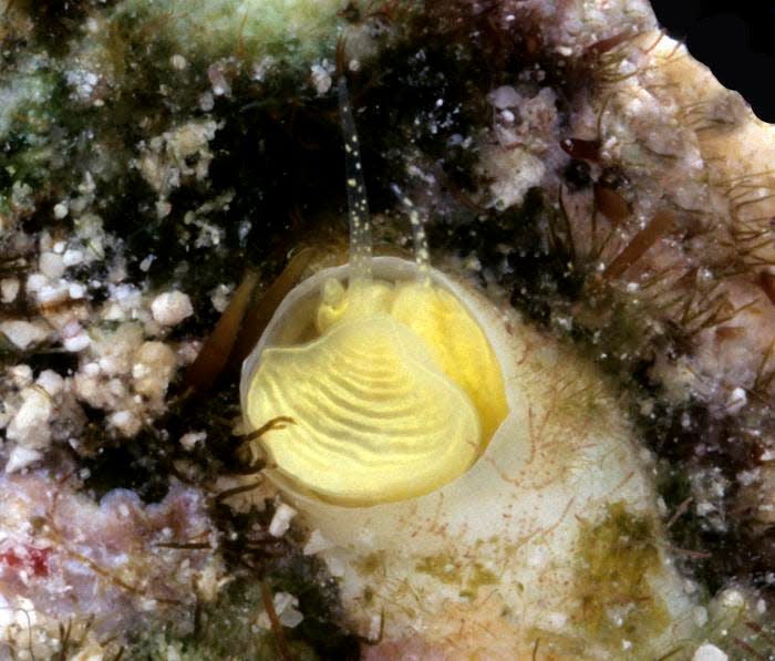 An underwater closeup of the Keys Margarita Snail, Cayo margarita (new species) in the coral reef of the Florida Keys. Note the two long tentacles, used by the snail to spread the mucus net for feeding.