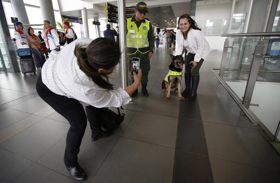 A woman poses for a photo with drug dog Sombra at the El Dorado airport in Bogota, Colombia, Thursday, July 26, 2018. Sombra’s detective work is needed now more than ever as Colombia wrestles with soaring coca production that is testing traditionally close relations with the United States. (AP Photo/Fernando Vergara)