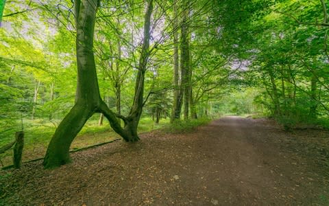 Nellie’s Tree, Aberford, Leeds which was voted England's Tree of The Year  - Credit: Rob Grange Photography 