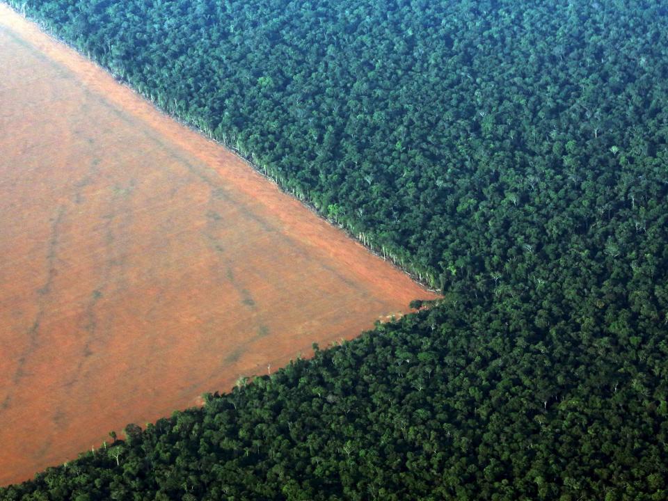 The Amazon rain forest