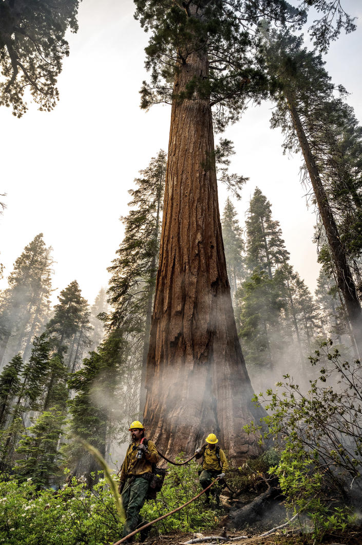 Firefighters protect a sequoia tree as the Washburn Fire burns in Mariposa Grove in Yosemite National Park, Calif., on Friday, July 8, 2022. (AP Photo/Noah Berger)
