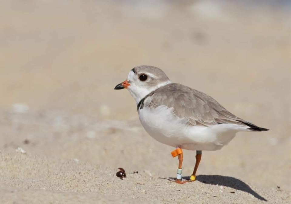 This photo by Vince Cavalieri, a wildlife biologist at Sleeping Bear Dunes, shows Gabby, 14, who is the oldest living Great Lakes piping plover, an endangered, migratory bird that recently returned to the Sleeping Bear Dunes to reproduce, and she is being tracked through an effort coordinated by the U.S. Fish and Wildlife Service.