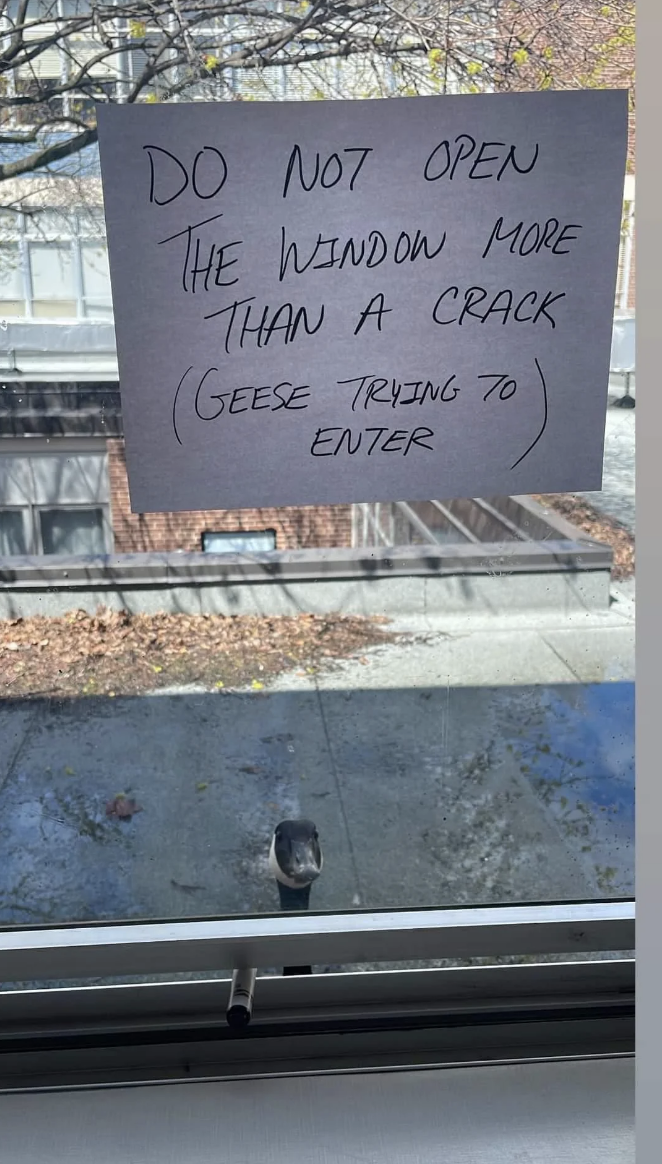 A note on the window warns not to open more than a crack because of geese, with one goose visible outside