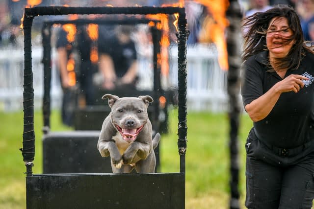 A Staffordshire bull terrier and handler brave the fire hoops