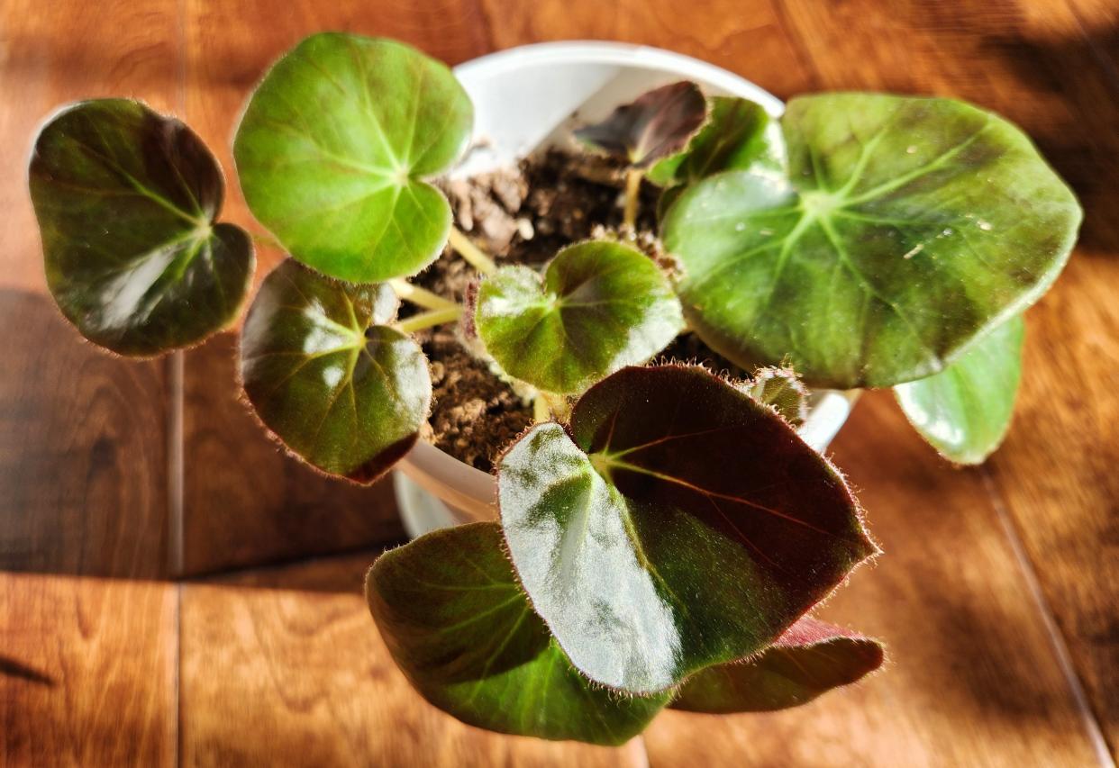 Started from a one-leaf cutting last December, this begonia plant continues a legacy that began nearly 70 years ago in Wisconsin.