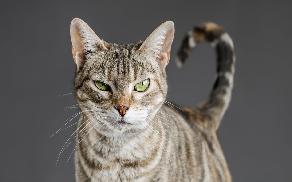 Felis catus or the domestic cat is a ruthless exterminator of wildlife in the EU, it has been claimed.  - Getty Images Contributor