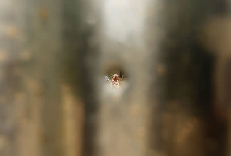 Rafiqa, mother of Shaista Hameed who was killed by a stray bullet during an encounter, is pictured through a bullet hole in a tin sheet after an interview with Reuters in Lalhar, south of Srinagar May 16, 2016. REUTERS/Danish Ismail