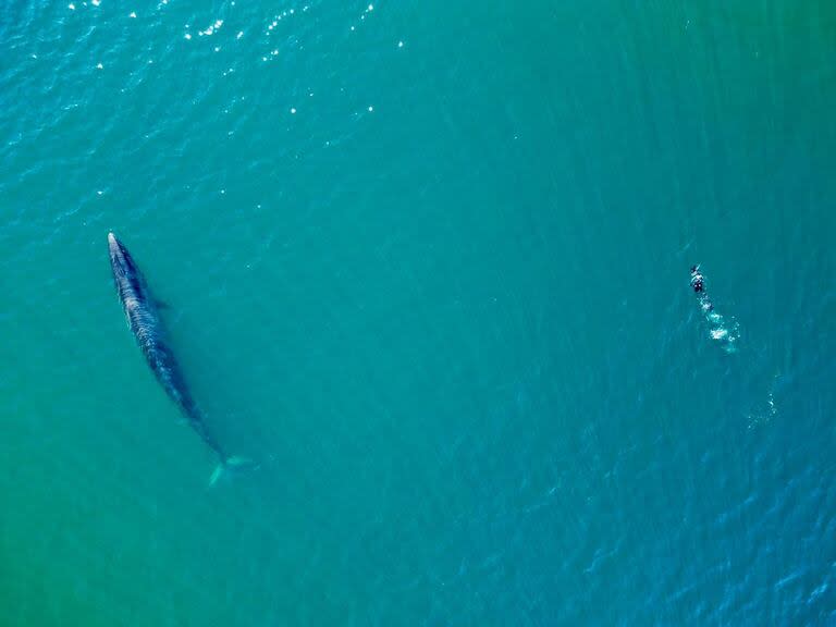 La ballena sei es la tercera especie más grande, después de la azul y la fin o rorcual común
