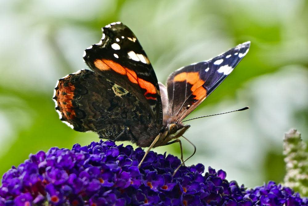 <span>Photograph: Geoffrey Swaine/REX/Shutterstock</span>