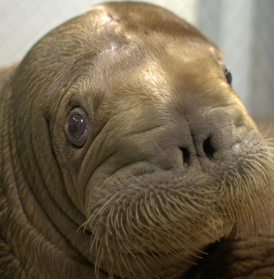 mitik walrus