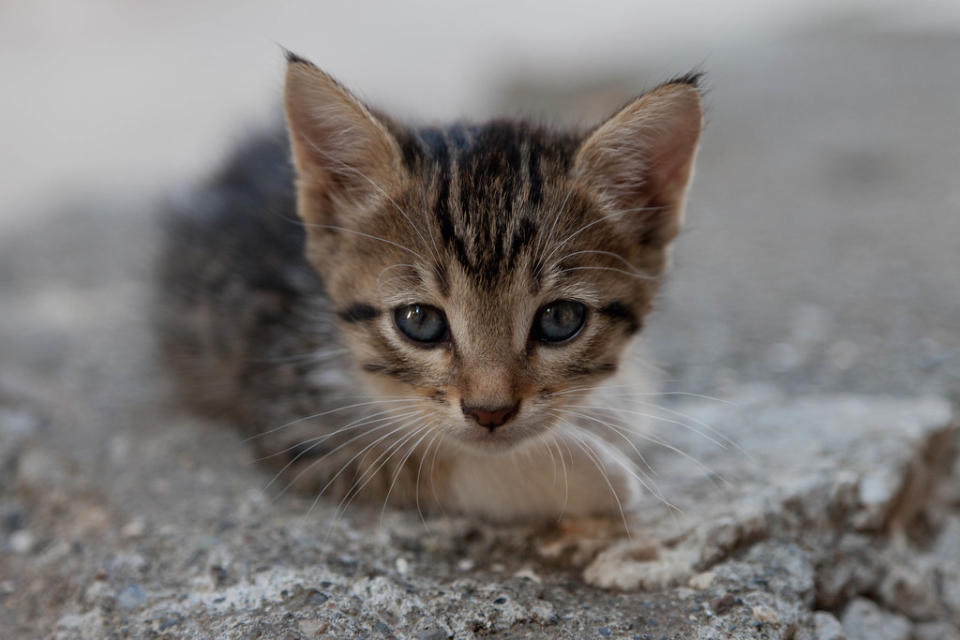 Stray Kitten, Ortaca