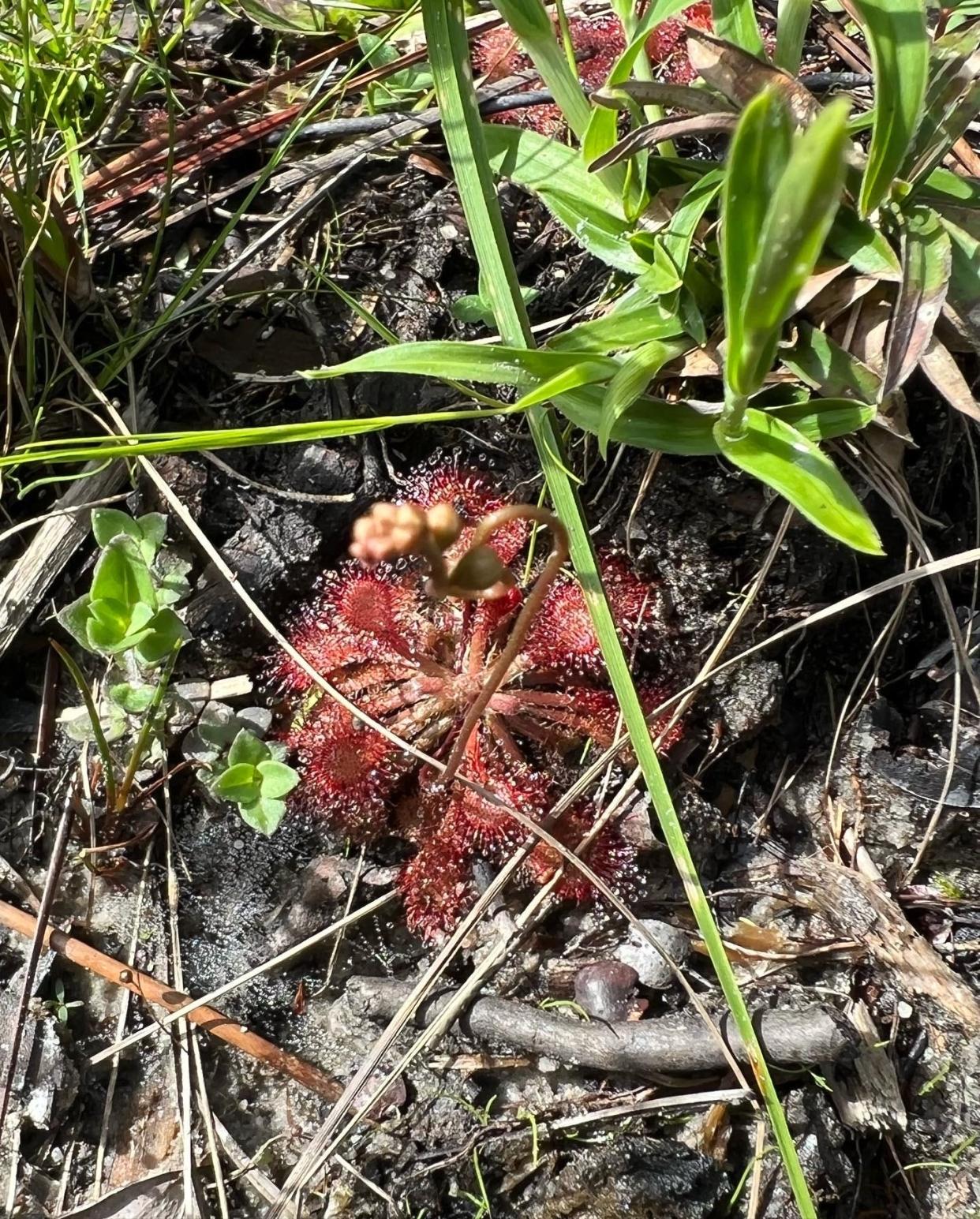 Many of the varieties of sundew (Drosera spp.) have a flat growth pattern and can be found flush to the ground. Look down while you walk, and you may see some.