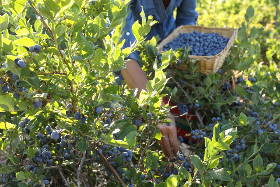 Ochs Orchard