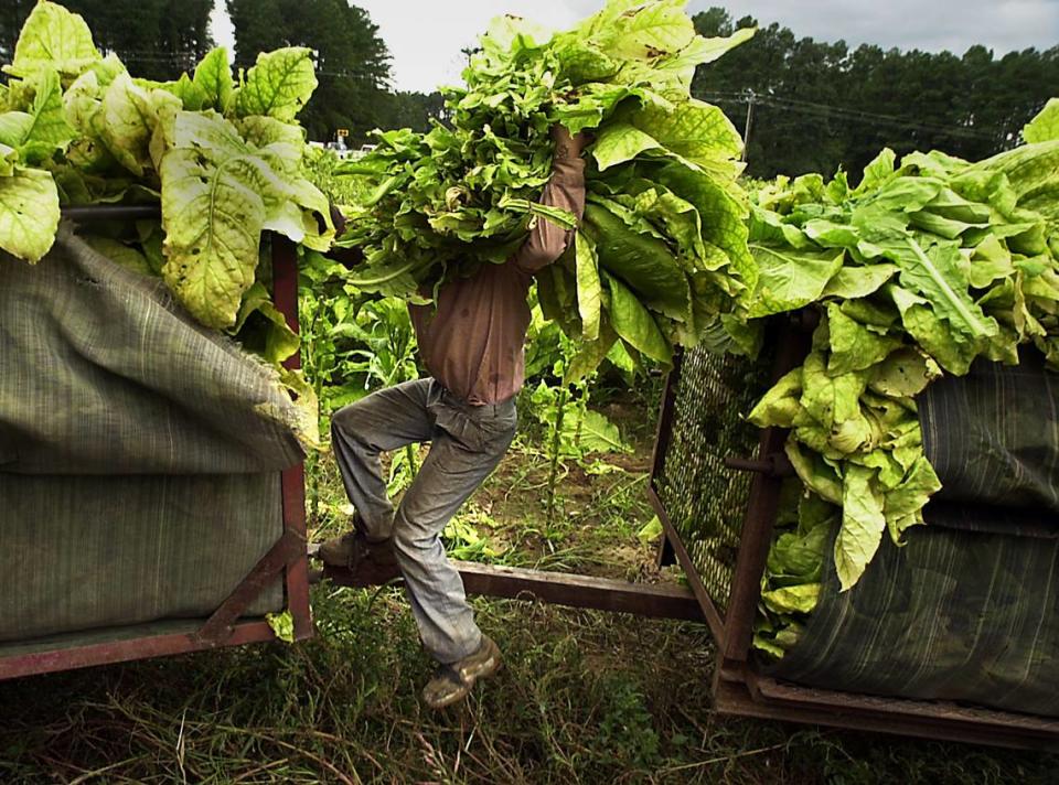 A farm worker struggles with an armload of tobacco leaves while loading a trailer in Chatham County.