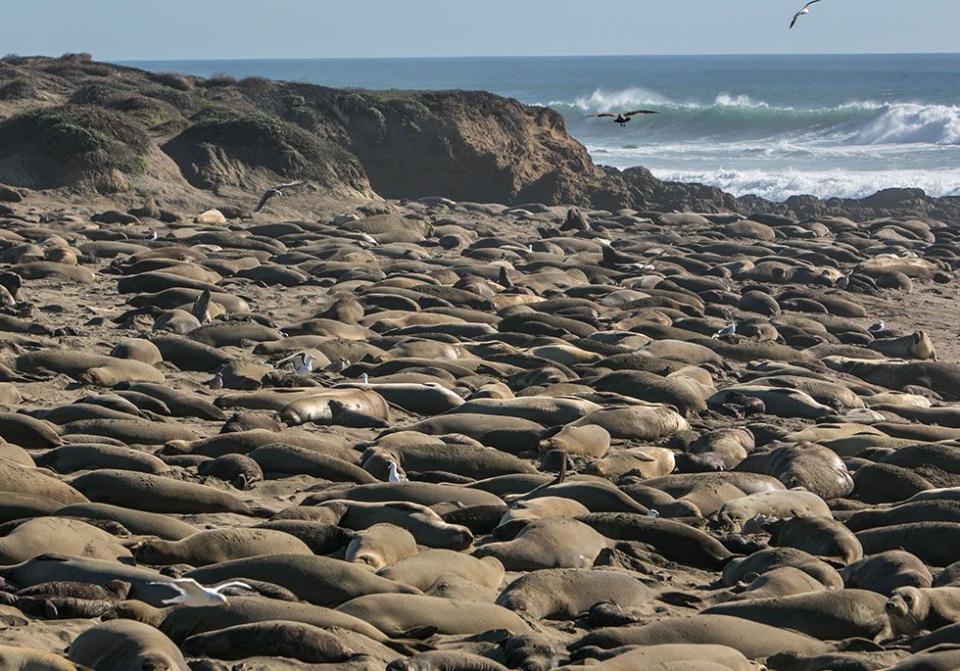 <p>Elephant seals snoozing the day away at a preserve in Piedras Blancas, CA // February 4, 2016</p>