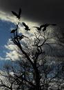 Vultures fly from a tree in Edeni Game Reserve near Kruger National Park in South Africa.