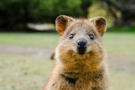 Photo taken in Rottnest Island, Australia