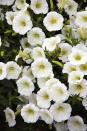 <p>Pest resistant and easy to please, petunias can be had in endless colours, but they’re a lovely plant to have simply for their fragrance.</p><p><a rel="nofollow noopener" href="https://www.thompson-morgan.com/p/petunia-mirage-white-f1-hybrid/tm06528TM" target="_blank" data-ylk="slk:BUY NOW;elm:context_link;itc:0;sec:content-canvas" class="link ">BUY NOW</a></p>