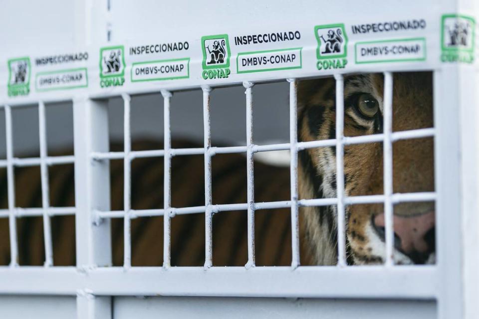 Simba, a Bengal tiger, paces in his cage as Avianca cargo employees work to load him into a van at Miami International Airport on Monday, Nov. 25, 2019. Simba, Max and Kimba, who were rescued from a circus in Guatemala by Animal Defenders International, are being sent to an animal sanctuary, Big Cat Rescue, in Tampa.