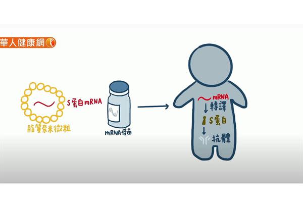 mRNA疫苗原理。（影片／動畫：洪辰竺）