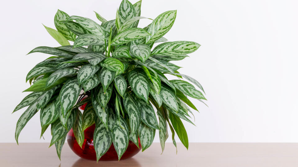 Chinese evergreen plant