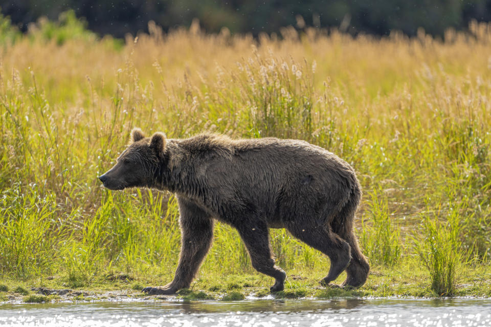 Online voting in Alaska's Fat Bear Week contest starts after an attack