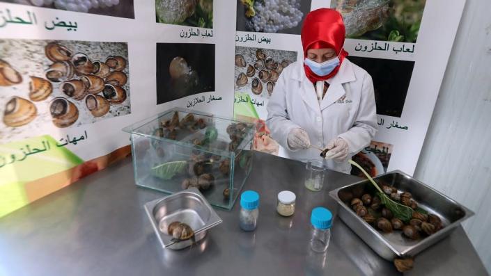 Snail farmer Fadwa Sellami extracts mucin at a farm in the village of Sanhaja, Manouba, Tunisia, 29 May 2022. A higher demand for snails, whether by restaurants or by the beauty industry using the mucin, has led to an increased number of snail breeding farms.