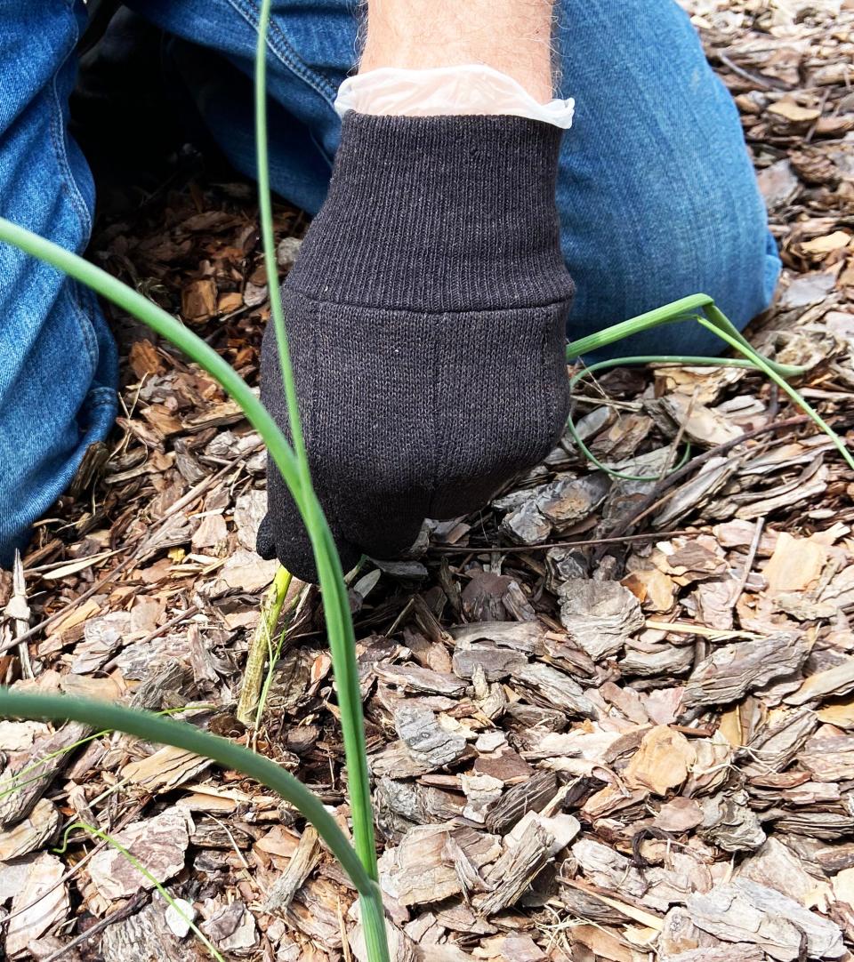 The “Roundup glove” technique is an easy and fast way to kill wild garlic and wild onions in your garden without harming your flowers.